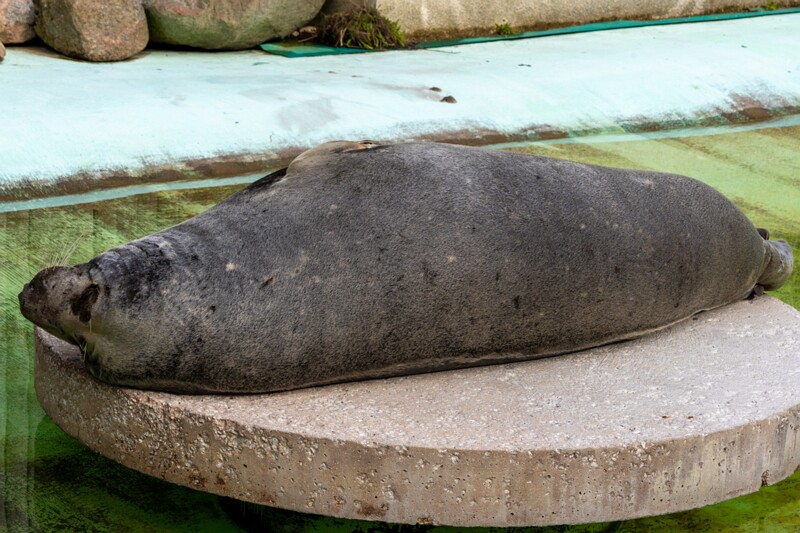 tallinna-loomaaed 2025-04-06 1-60