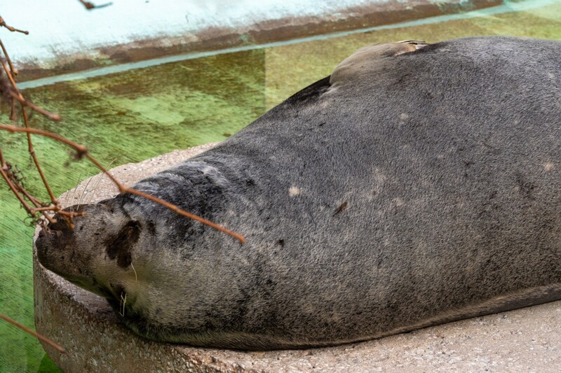 tallinna-loomaaed 2025-04-06 1-61