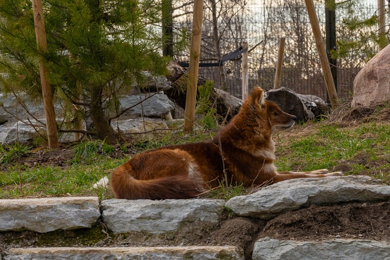 tallinna-loomaaed 2025-04-06 1-63