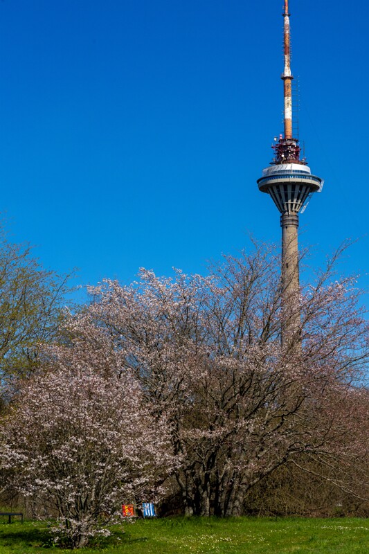 tallinna-botaanikaaed 2025-04-26 1-10