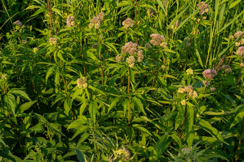 toolse-ordilinnus-52