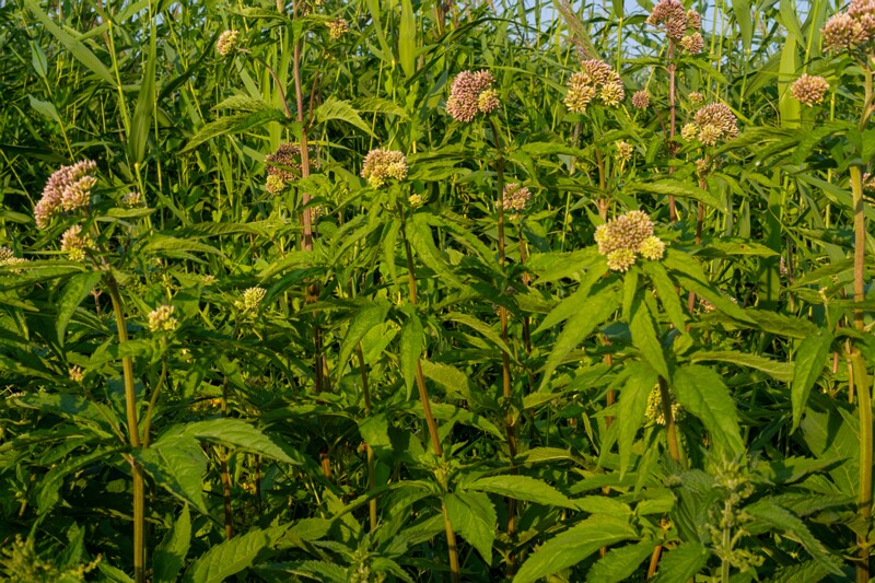 toolse-ordilinnus-56