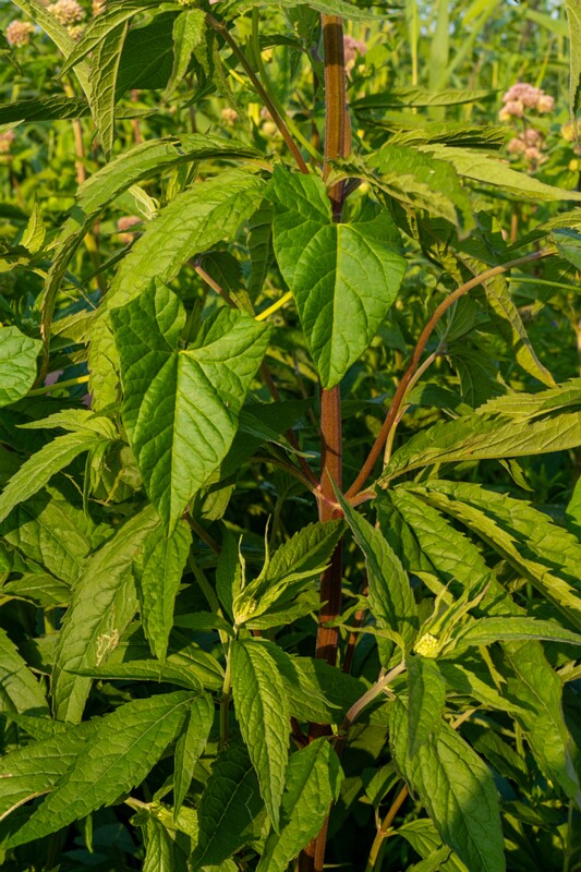 toolse-ordilinnus-60