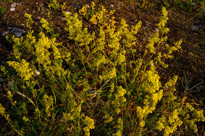 toolse-ordilinnus-46