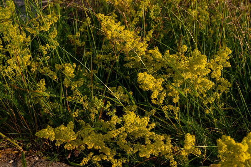 toolse-ordilinnus-48