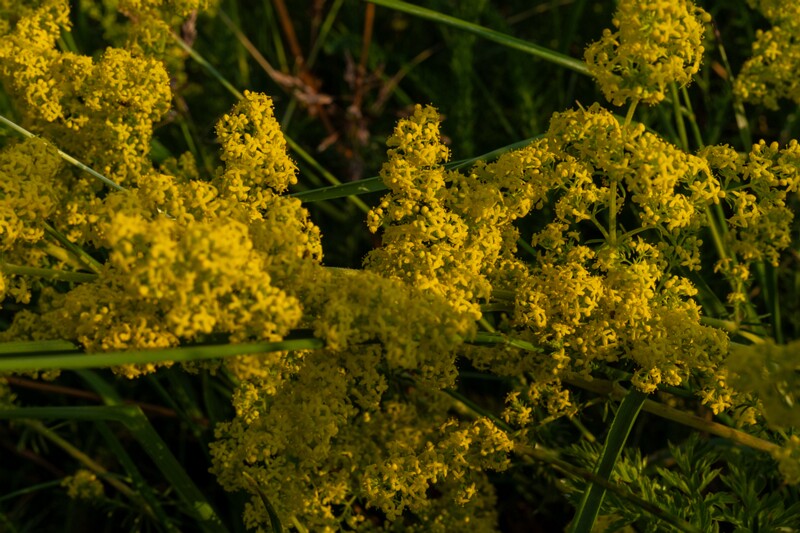 toolse-ordilinnus-50