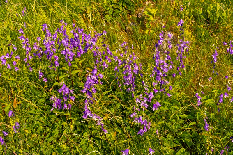 toolse-ordilinnus-76