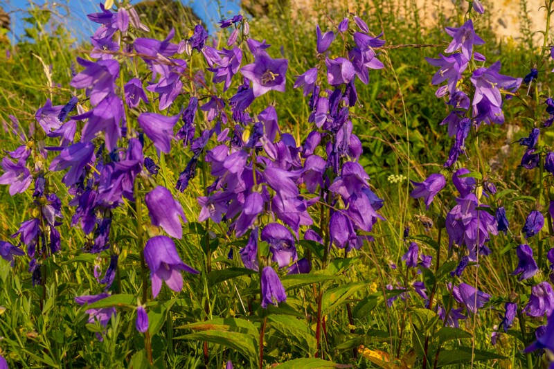 toolse-ordilinnus-78