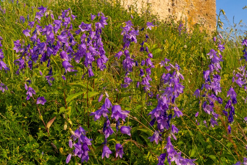 toolse-ordilinnus-81