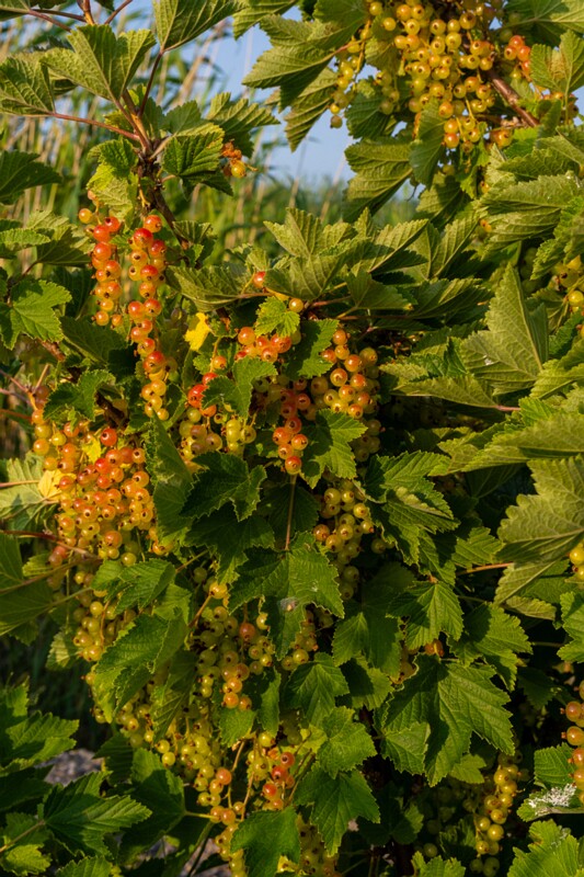 toolse-ordilinnus-68