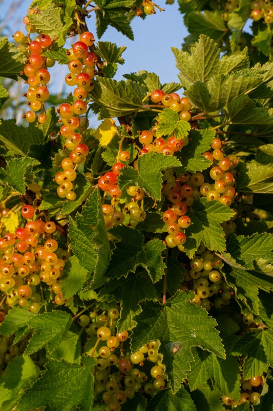 toolse-ordilinnus-72