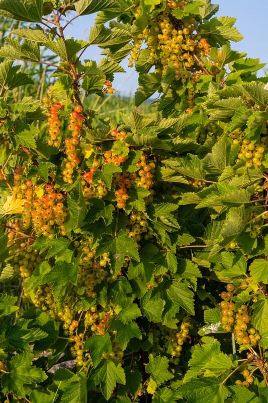 toolse-ordilinnus-74