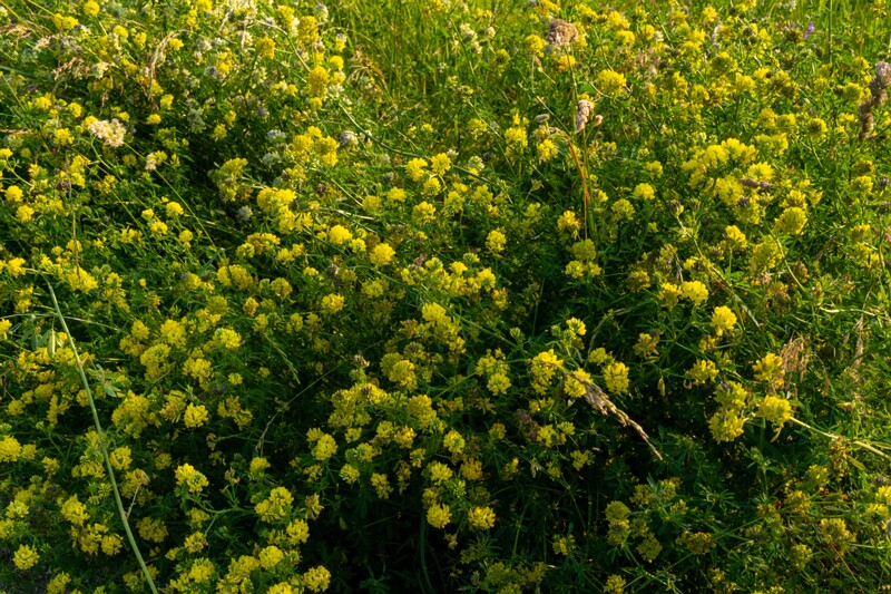 toolse-ordilinnus-11