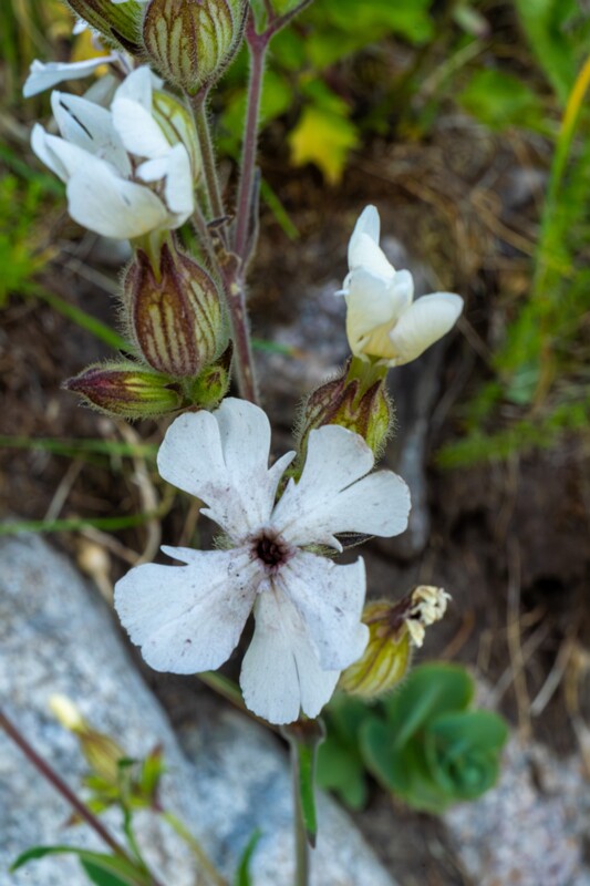 toolse-ordilinnus-90