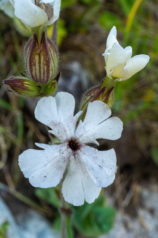 toolse-ordilinnus-93