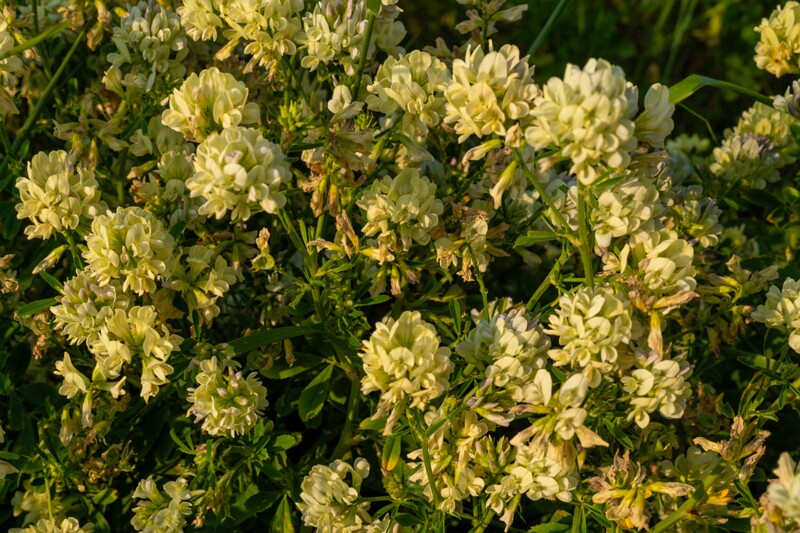 et. Hübriidlutsern, en. hybrid alfalfa, lat. Medicago × varia