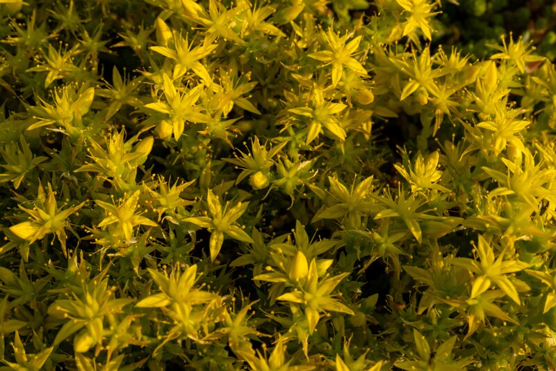 et. Harilik kukehari, en. goldmoss stonecrop, lat. Sedum acre