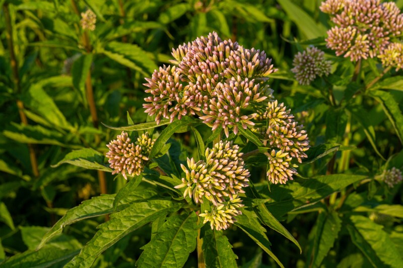 et. Harilik vesikanep, en. hemp-agrimony, lat. Eupatorium cannabinum