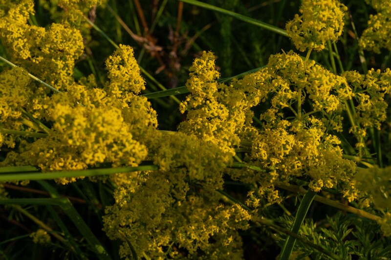 et. Hobumadar, en. yellow bedstraw, lat. Galium verum
