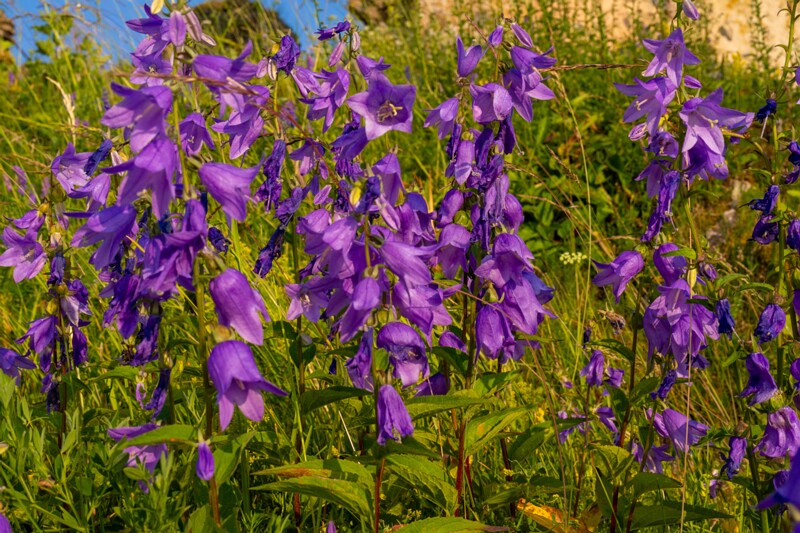 et. Kurekellukas, en. creeping bellflower, lat. Campanula rapunculoides