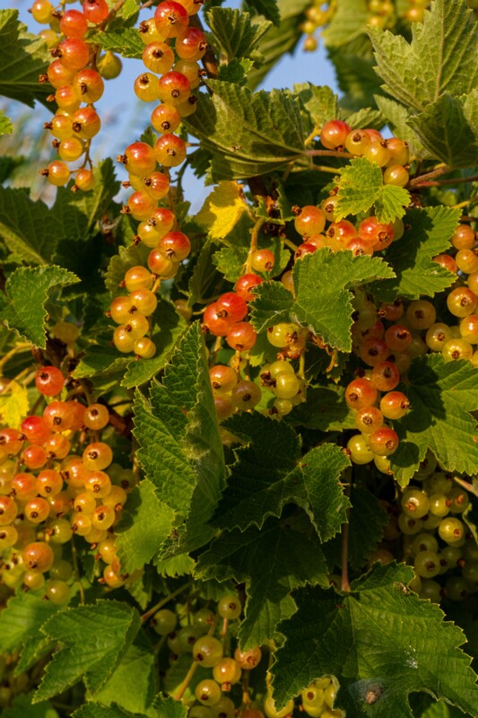 et. Punane sõstar, en. redcurrant, lat. Ribes rubrum