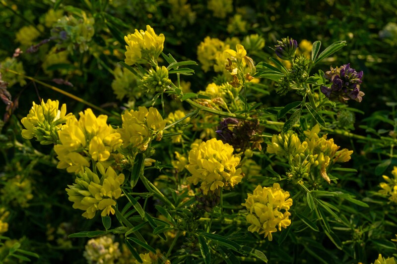 et. Sirplutsern, en. sickle alfalfa, lat. Medicago falcata