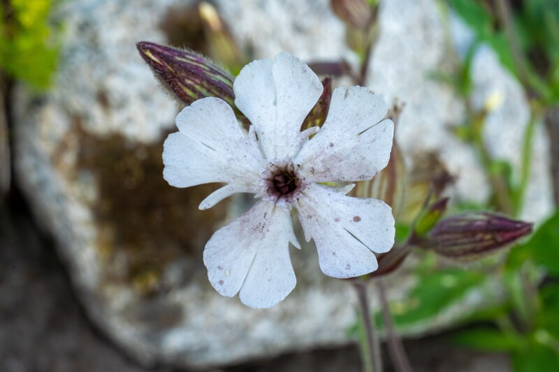 lat. Microbotryum violaceum on Silene alba host