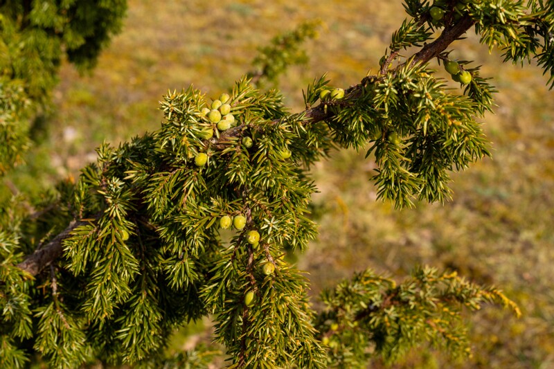 juniperus-communis 2025-04-18 1-1
