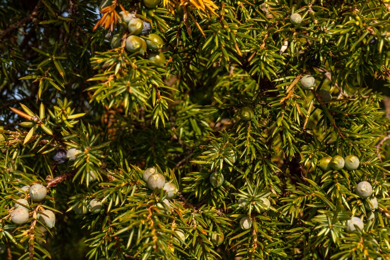 juniperus-communis 2025-04-18 1-10