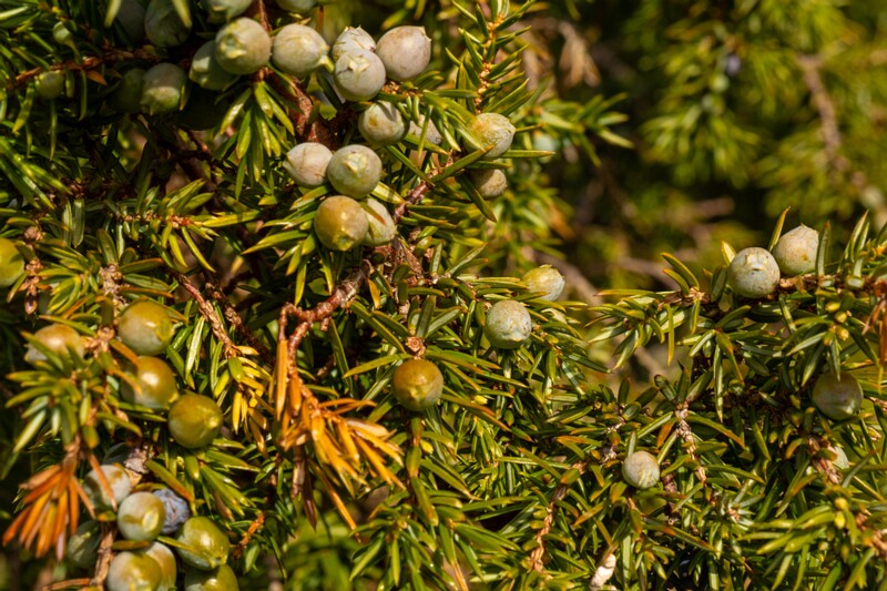 juniperus-communis 2025-04-18 1-12