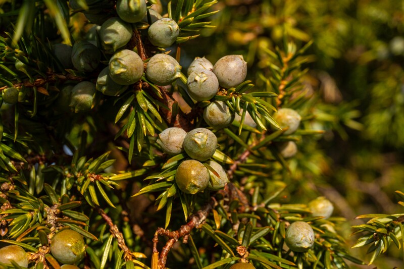 juniperus-communis 2025-04-18 1-13