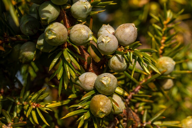 juniperus-communis 2025-04-18 1-14