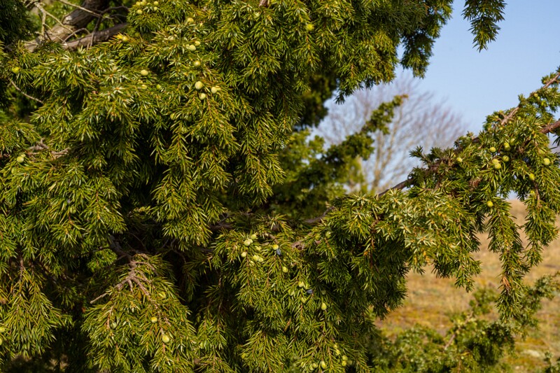 juniperus-communis 2025-04-18 1-2