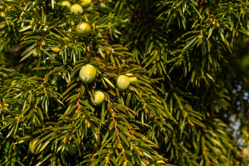 juniperus-communis 2025-04-18 1-3