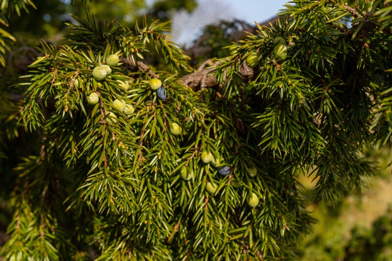 juniperus-communis 2025-04-18 1-5