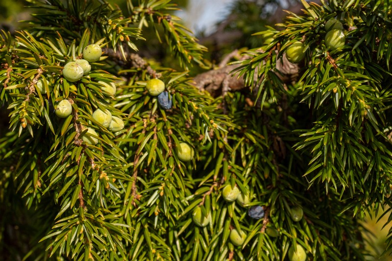 juniperus-communis 2025-04-18 1-6