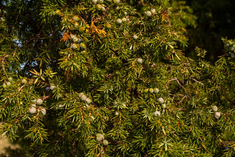 juniperus-communis 2025-04-18 1-9