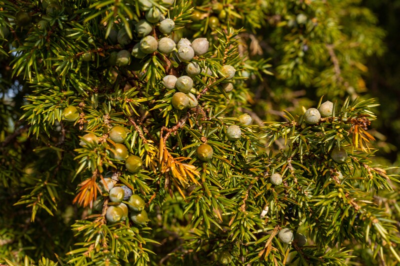et. Harilik kadakas, en. common juniper, lat. Juniperus communis