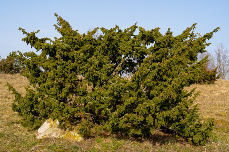 juniperus-communis 2025-04-18 1-7