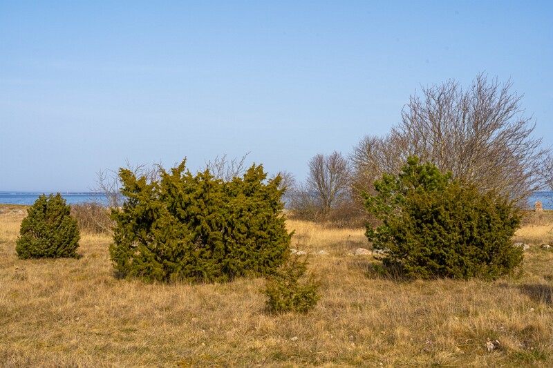 juniperus-communis 2025-04-18 1-8