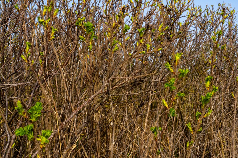 uitru-säär 2025-04-18 1-40