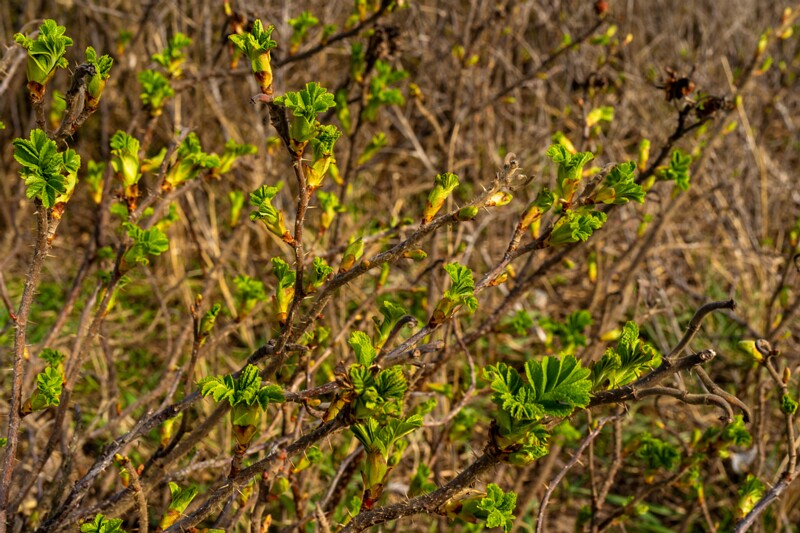 uitru-säär 2025-04-18 1-42