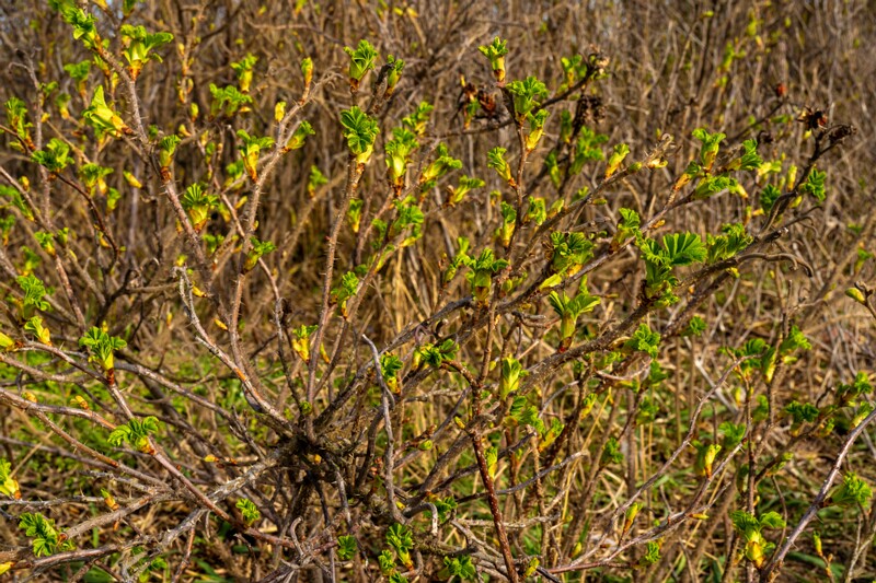 uitru-säär 2025-04-18 1-43