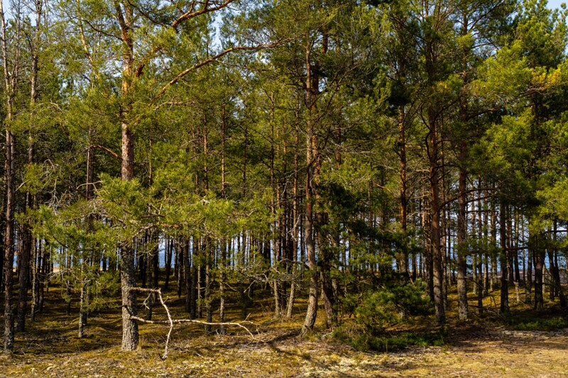 uitru-säär 2025-04-18 1-6