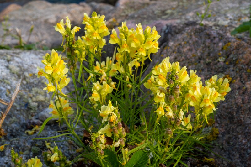 linaria-vulgaris 2023-07-23 1-1