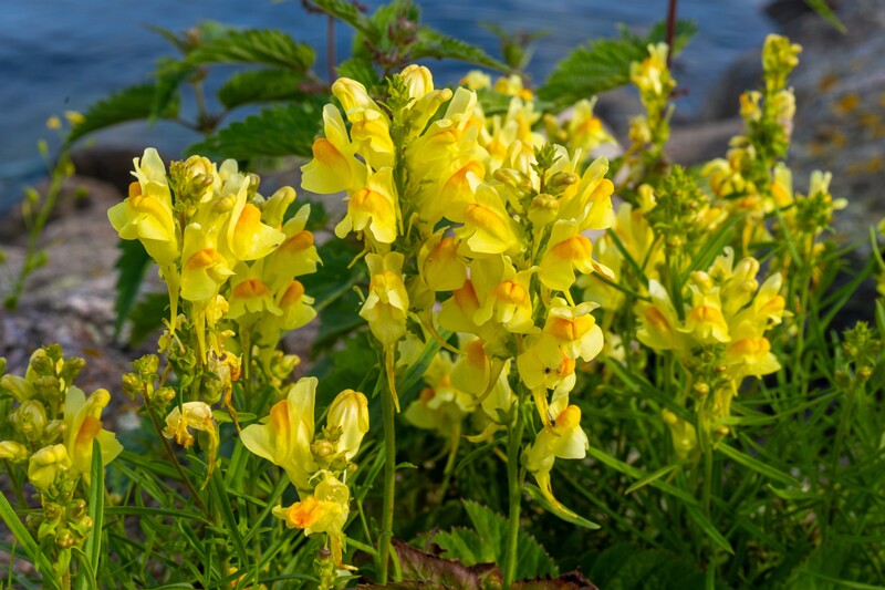 linaria-vulgaris 2023-07-23 1-2