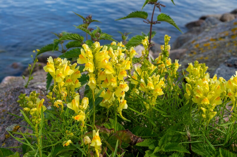 linaria-vulgaris 2023-07-23 1-3