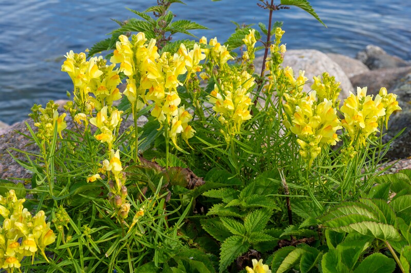 linaria-vulgaris 2023-07-23 1-4