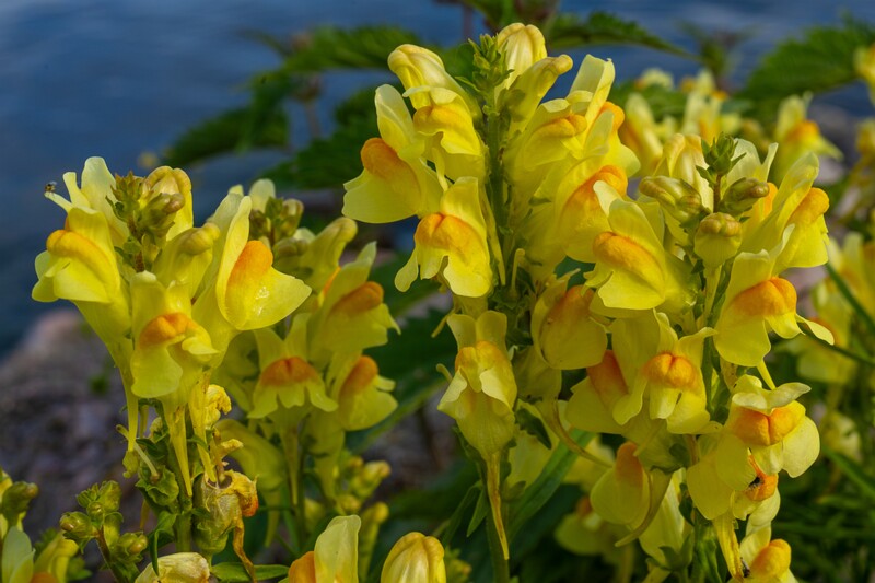 linaria-vulgaris 2023-07-23 1-7