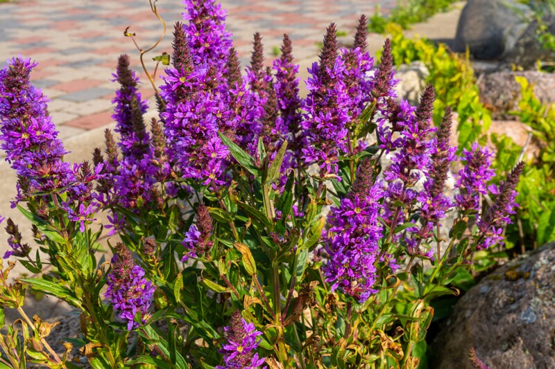 lythrum-salicaria 2023-07-23 1-1